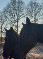 Dressuur merries en hengsten (2 en 3 jaar) te koop, Meerdere dieren, Onbeleerd, Dressuurpaard, 0 tot 2 jaar