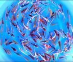 Tosai Jonge Japankoi van de kweker Otsuka, heldere kleuren, Karper of Koi