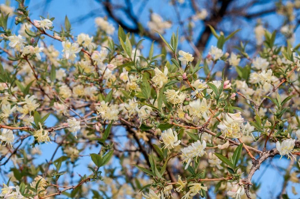 Winterkamperfoelie, Overige soorten, Vaste plant, Ophalen of Verzenden, Halfschaduw