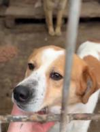 Lola, klein mediim teefje gesteriliseerd 2 jaar, Particulier, 1 tot 2 jaar, Buitenland, Teef