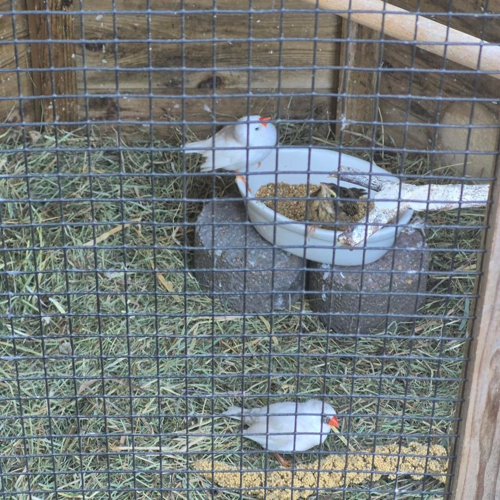 Wever vogeltje gezocht!, Vrouwelijk, Parkiet