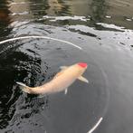 Diverse grote koi karpers, Karper of Koi