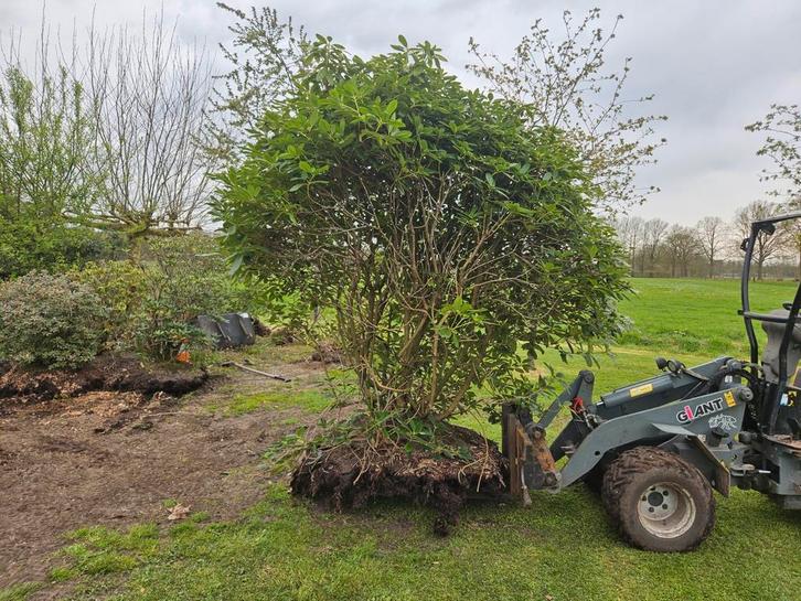 Grote Rhododendron - Prachtige Groenblijvende Struik, Tuin en Terras, Planten | Bomen, 100 tot 250 cm, Halfschaduw, Lente, Ophalen