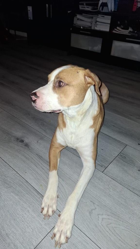 Wiskey zoekt een nieuw huisje, Dieren en Toebehoren, Reu, American Staffordshire Terriër, Parvo, Eén hond