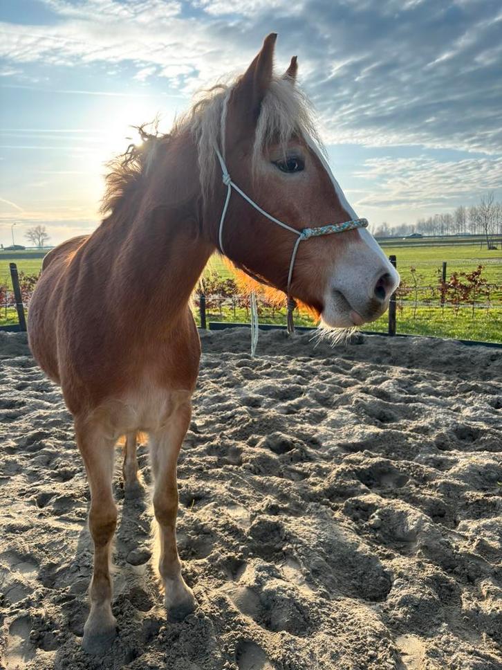 Haflinger merrie te koop, Dieren en Toebehoren, Paarden, Merrie, Recreatiepaard
