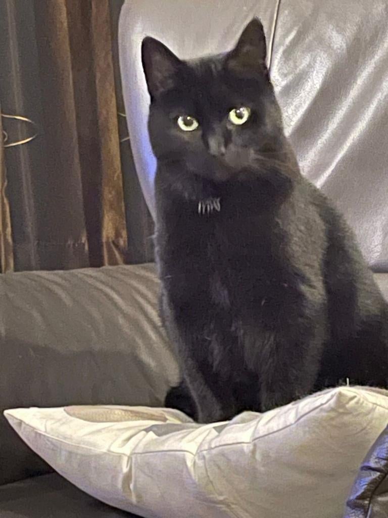 Poes Poekie vermist, Kat