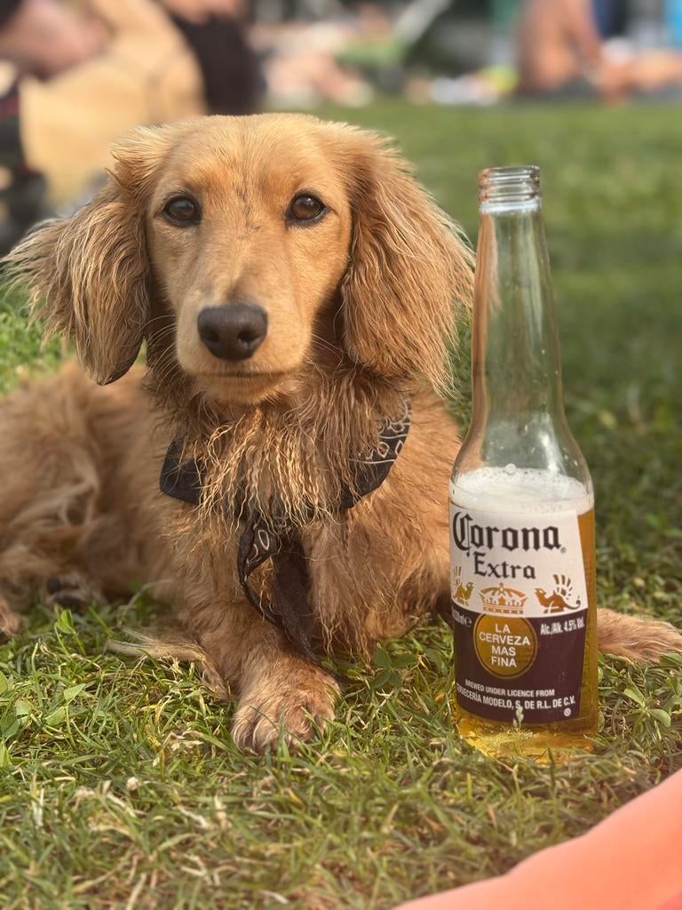 Dek reu aangeboden, Reu, Dwerg, Langhaar, Parvo