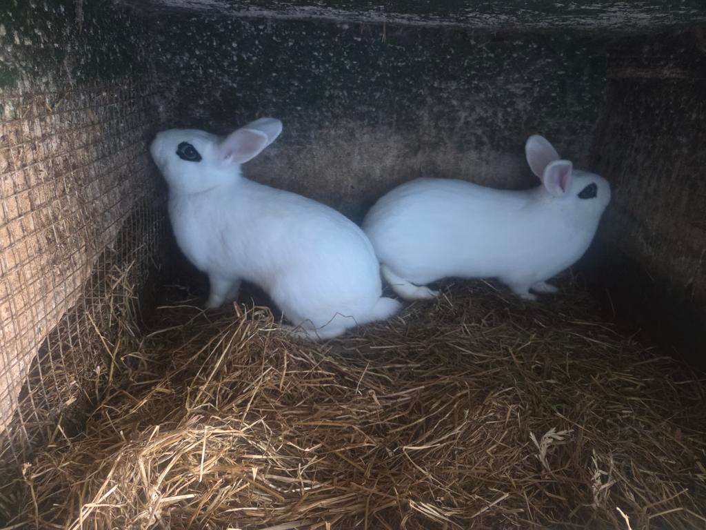 Te hotot konijnen, Dieren en Toebehoren, Meerdere dieren