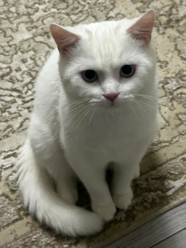 Mooie witte kat – 9 maanden – vrouwtje, Dieren en Toebehoren, Katten en Kittens | Overige Katten, Poes