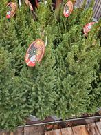 Conica kerstboompje 110cm hoog, leuk voor bij de deur!, Ophalen, Overige soorten, Minder dan 100 cm