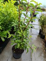 Portugese Laurier - Prunus Angustifolia- 5 ltr pot, Halfschaduw, Overige soorten, Minder dan 100 cm, Ophalen