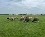 Bonte dek rammen (prijs op aanvraag), Dieren en Toebehoren, Schapen, Geiten en Varkens, Mannelijk, Schaap, 0 tot 2 jaar