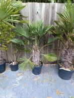 Trachycarpus wagnerianus palmboom, Ophalen, Zomer, Volle zon, Palmboom