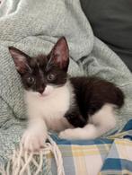 Nog twee lieve, sociale kittens die fijn thuis zoeken, Dieren en Toebehoren, Katten en Kittens | Overige Katten, Meerdere dieren