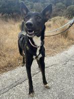 ACE: Layla is een actief en vrolijk hondje, Dieren en Toebehoren, Particulier, Rabiës (hondsdolheid), 1 tot 2 jaar, Buitenland