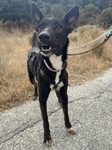 ACE: Layla is een actief en vrolijk hondje beschikbaar voor biedingen