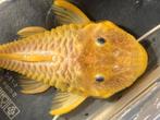 L056 parancistrus aurantiacus, Dieren en Toebehoren, Vissen | Aquariumvissen, Vis