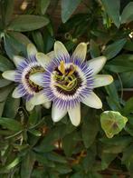 Passiebloem stekjes, Tuin en Terras, Planten | Tuinplanten, Ophalen, Volle zon, Vaste plant, Klimplanten