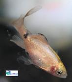 Prachtbarbeel, Dieren en Toebehoren, Vissen | Aquariumvissen, Vis, Zoetwatervis, Schoolvis