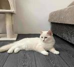 Fawn mink mitted Ragdoll kater met fokrechten, Dieren en Toebehoren, Katten en Kittens | Raskatten | Langhaar, Kater, Gechipt