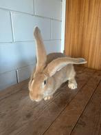 Gele Vlaamse reus, Dieren en Toebehoren, Konijnen, Meerdere dieren, Groot