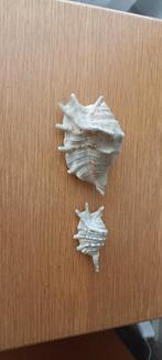 Schelpen, Ophalen of Verzenden, Schelp(en)