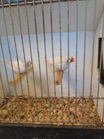 Zebravinken 2 poppen, Dieren en Toebehoren, Vogels | Overige Vogels, Vrouwelijk, Tropenvogel, Geringd