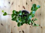 Kamerplant peperomia rotundifolia in champagneglas OPHALEN, Ophalen, Overige soorten, Minder dan 100 cm