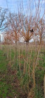 Gele knotwilgen, Ophalen, Zomer, Volle zon, Overige soorten