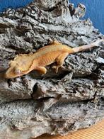 Wimper gekko / correlophus ciliatus / flame / vrouw, Dieren en Toebehoren, Hagedis