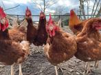 Zaterdaghulp(je) gezocht, kippenliefhebber., Dieren en Toebehoren, Pluimvee