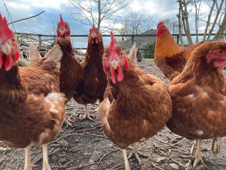 Zaterdaghulp(je) gezocht, kippenliefhebber., Dieren en Toebehoren, Pluimvee