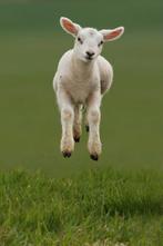 Op zoek naar een paplam/leblam voor ooitje, Dieren en Toebehoren, Schapen, Geiten en Varkens, Mannelijk, Geit