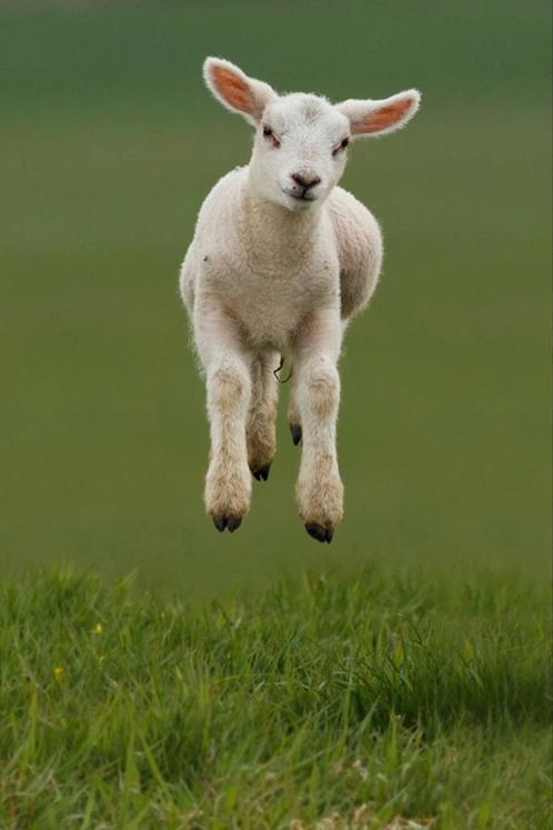 Op zoek naar een paplam/leblam voor ooitje, Dieren en Toebehoren, Schapen, Geiten en Varkens, Geit, Mannelijk