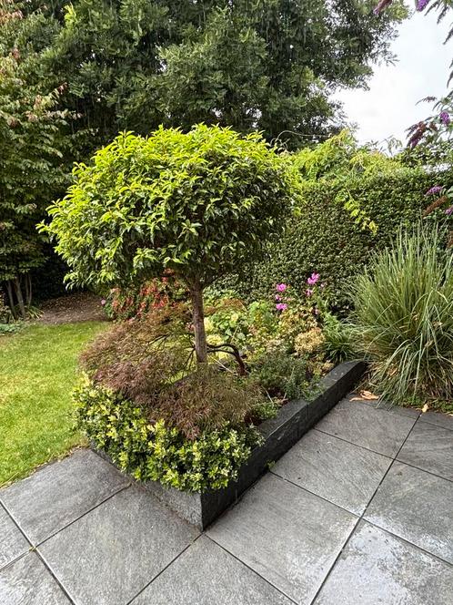 Diverse tuinplanten / bomen, Tuin en Terras, Planten | Bomen, Overige soorten, Volle zon, Ophalen