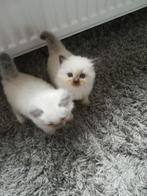 Ragdoll kittens poesje en katertje, Meerdere dieren, Ontwormd, 0 tot 2 jaar