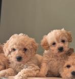 Prachtige maltipoo f1 pups, Dieren en Toebehoren, Maltezer, 8 tot 15 weken, Parvo, Meerdere