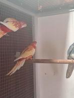 Koppel rubino rosella's., Dieren en Toebehoren, Meerdere dieren, Parkiet, Geringd