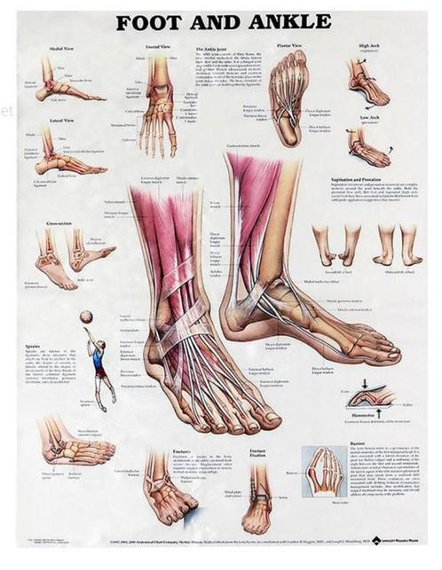 Voet En Enkel Menselijke Anatomie Poster / School Medisch, Verzamelen, Posters, Nieuw, Rechthoekig Staand, Verzenden