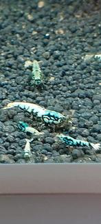 Tekoop Galaxy boa caradina garnalen, Dieren en Toebehoren, Vissen | Aquariumvissen, Kreeft, Krab of Garnaal