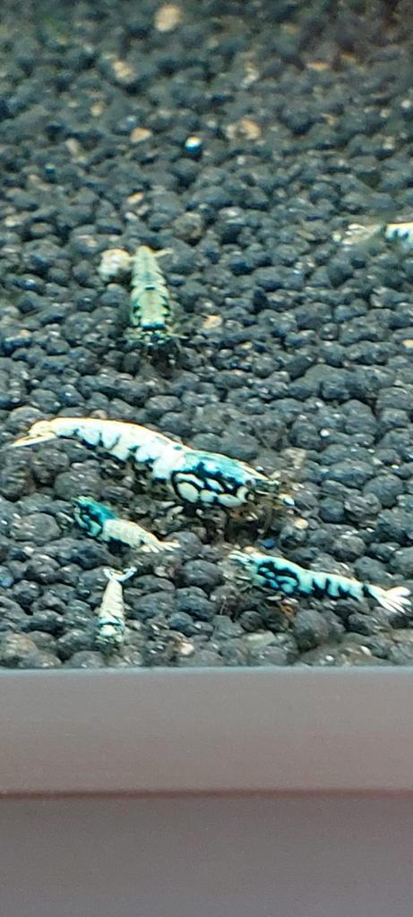 Tekoop Galaxy boa caradina garnalen, Dieren en Toebehoren, Vissen | Aquariumvissen, Kreeft, Krab of Garnaal