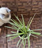 Kattengras / bibliotheekplant, Huis en Inrichting, Kamerplanten, Ophalen, Overige soorten, In pot, Minder dan 100 cm