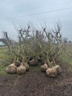 Conference perenbomen 4 tak / v haag 20 jaar oud, Tuin en Terras, Planten | Fruitbomen, Ophalen, Lente, Perenboom, Halfschaduw
