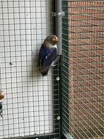 Jonge blauwe, witte, en groene agapornissen te koop!, Meerdere dieren, Dwergpapegaai of Agapornis, Geringd