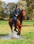 Leuke lieve werkwillige KWPN  ruin te koop 18 jaar oud vos, Dieren en Toebehoren, Ruin, Niet van toepassing, 170 tot 175 cm, 11 jaar of ouder