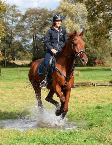 Leuke lieve werkwillige KWPN  ruin te koop 18 jaar oud vos beschikbaar voor biedingen