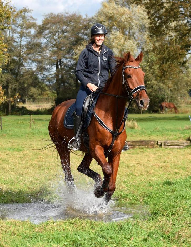 Leuke lieve werkwillige KWPN  ruin te koop 18 jaar oud vos, Dieren en Toebehoren, Paarden, Ruin, Niet van toepassing, 170 tot 175 cm