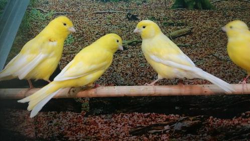 Kanaries in diverse kleuren., Dieren en Toebehoren, Vogels | Kanaries, Kleurkanarie, Meerdere dieren
