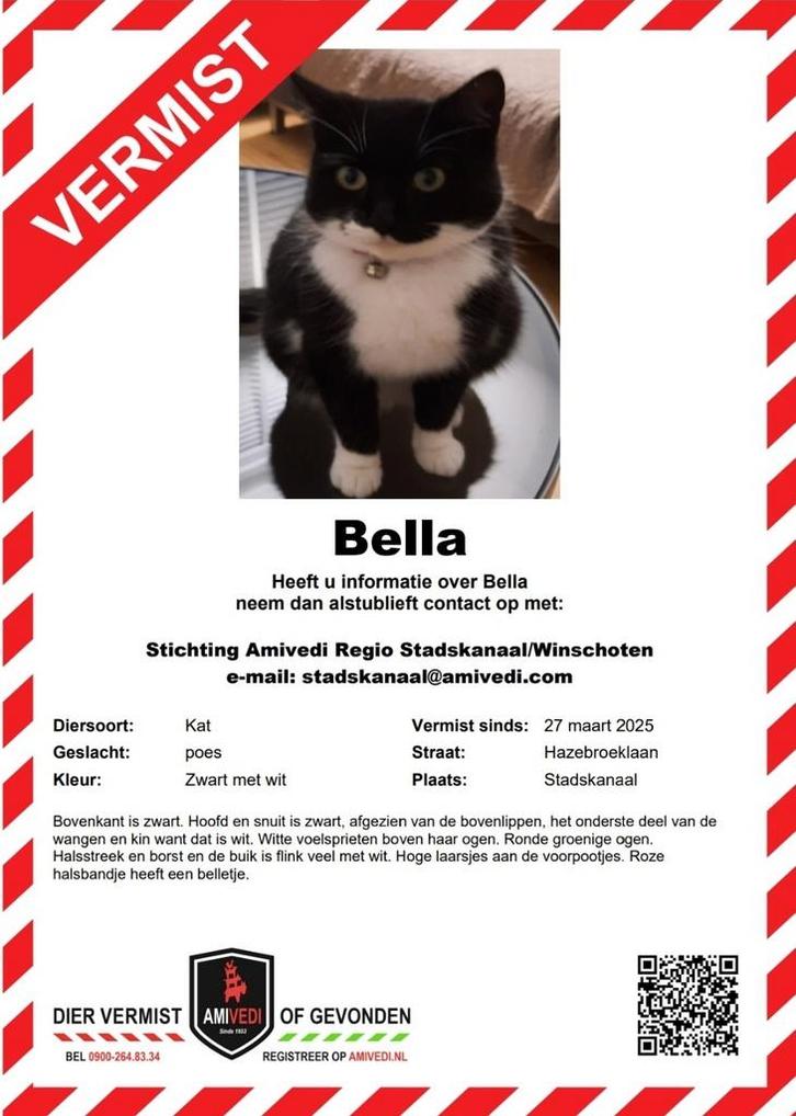Vermist onze lieve  poes Bella  Hazebroeklaan Stadskanaal, Dieren en Toebehoren, Vermiste en Gevonden Dieren