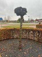 Catalpa, Tuin en Terras, Planten | Bomen, Bloeit niet, Halfschaduw, 100 tot 250 cm, Ophalen